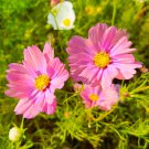 Cosmos Apricotta Cosmos Bipinnatus 20 Flower Seeds