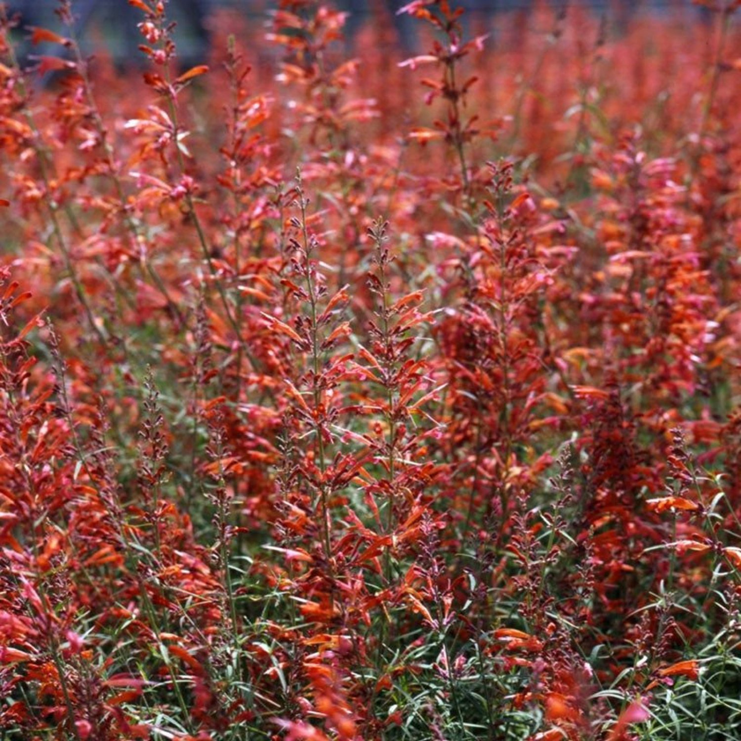 Agastache Apache Sunset Agastache Rupestris 30 Flower Seeds