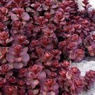Sedum Purple Carpet 50 Stonecrop Seeds