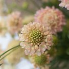 Scabiosa Fata Morgana Scabiosa Atropurpurea 20 Flower Seeds