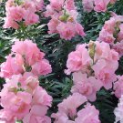 Snapdragon Twinny Rose 25 Flower Seeds