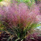 Purple Love Grass Eragrostis Spectabilis 50 Ornamental Grass Seeds