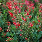 Redbirds In A Tree Scrophularia Macrantha 25 Flower Seeds