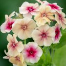 Phlox Cherry Caramel 25 Flower Seeds