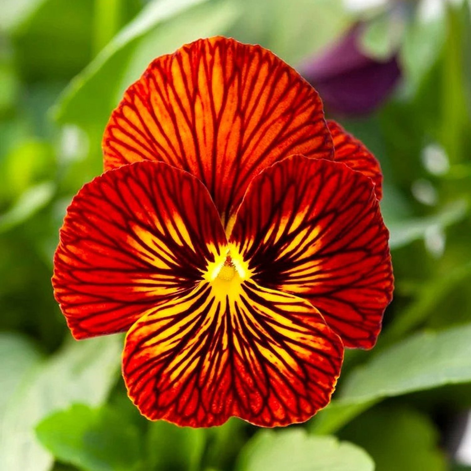 Viola Tiger Eye Mix Viola 20 Flower Seeds