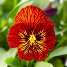 Viola Tiger Eye Mix Viola 20 Flower Seeds