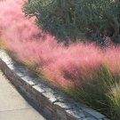 Pink Muhly Grass Muhlenbergia Capillaris 20 Flower Seeds