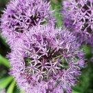 Allium Christophii Star Of Persia Ornamental Onion 10 Flower Seeds