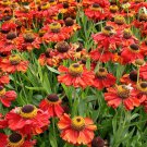 Helenium Autumnale Sneezeweed 30 Flower Seeds