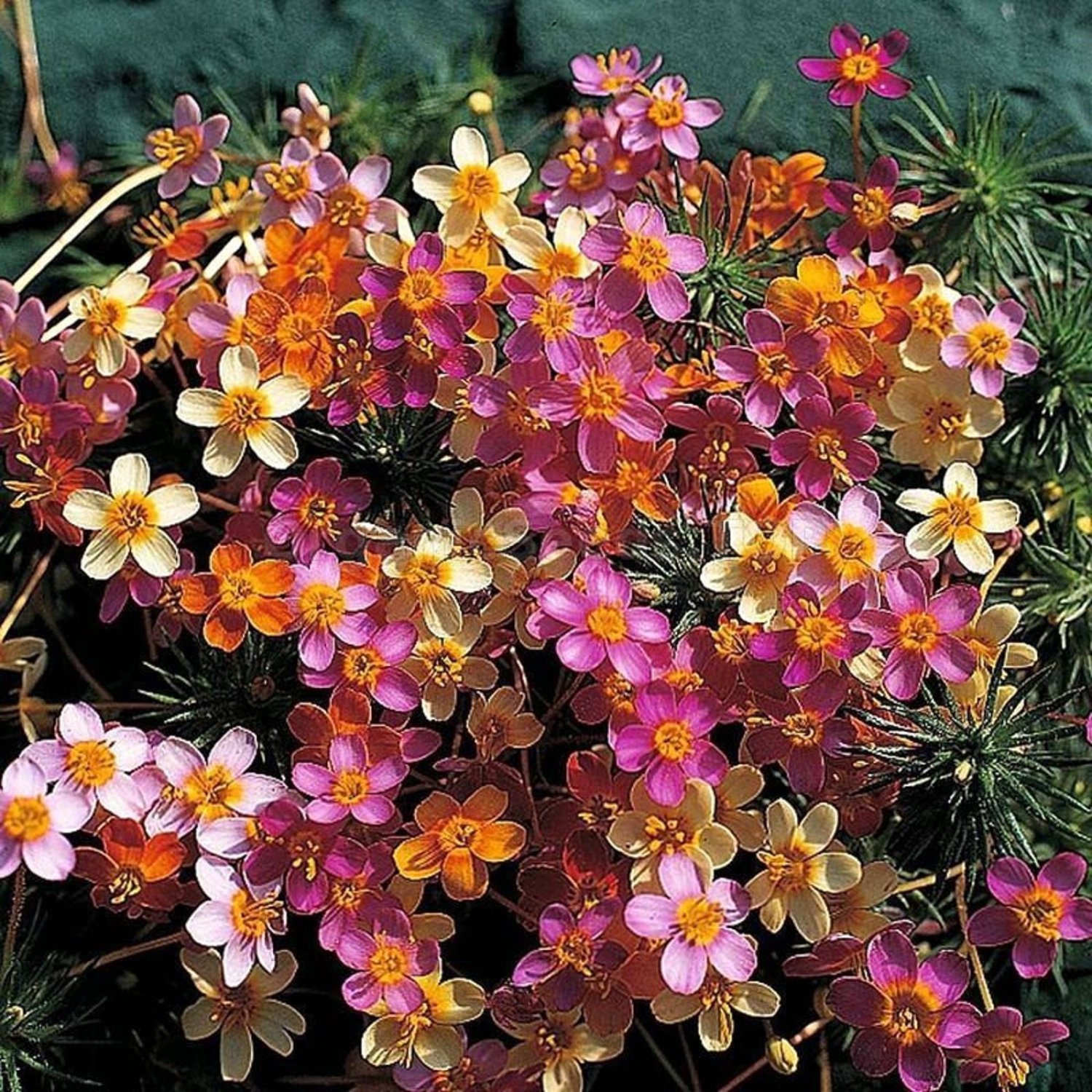 Leptosiphon French Mix False Baby Stars 100 Flower Seeds