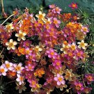 Leptosiphon French Mix False Baby Stars 100 Flower Seeds