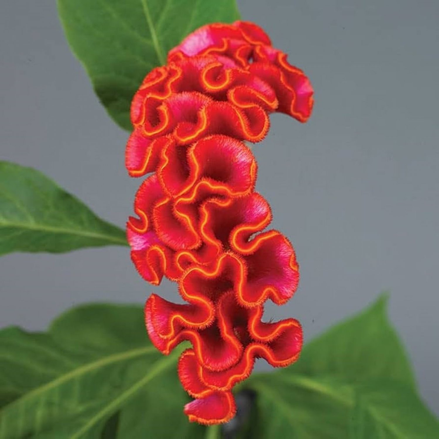 Celosia Cristata Neo Series Cockscomb 10 Flower Seeds