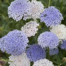 Lace Flower Mix Didiscus Caerulea 20 Flower Seeds