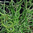 Juncus Filiformis Spiralis Corkscrew Rush 30 Ornamental Grass Seeds