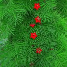 Cypress Vine Ipomoea Quamoclit Cardinalis 20 Flower Seeds
