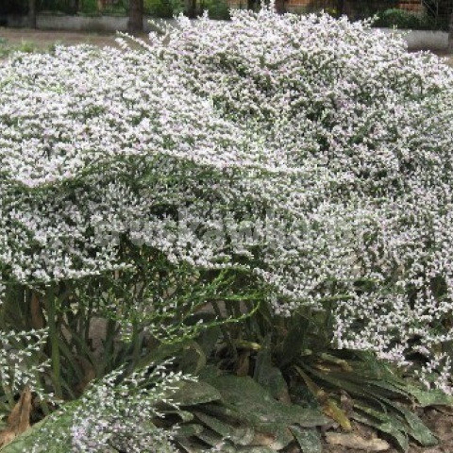 Goniolimon Collinum Sea Spray Lavender Statice 15 Flower Seeds