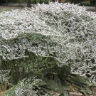 Goniolimon Collinum Sea Spray Lavender Statice 15 Flower Seeds
