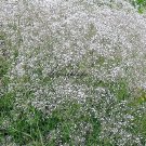 Gypsophila Snowflake Gypsophila Paniculata 50 Flower Seeds