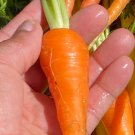 Royal Chantenay Carrot Seeds