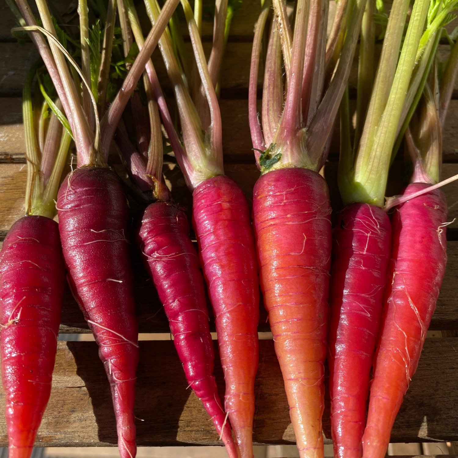 Cosmic Purple Carrot Seeds