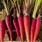 Cosmic Purple Carrot Seeds