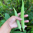 Go Big Okra Seeds
