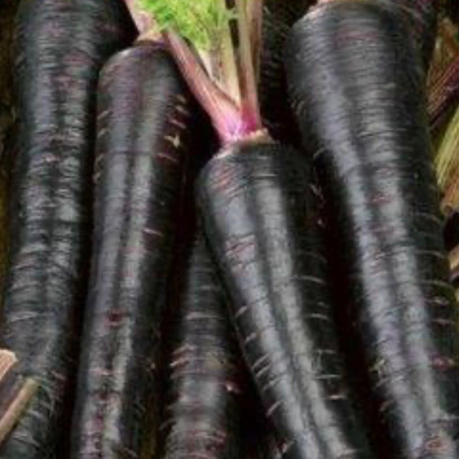 Black Nebula Carrot Seeds
