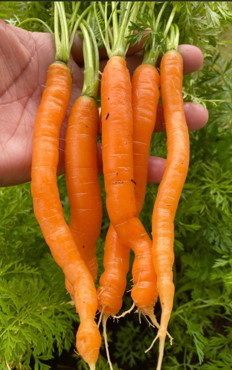 Little Finger Carrot Seeds