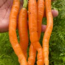 Little Finger Carrot Seeds