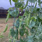 Snap Pea Seeds