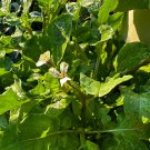 Arugula Seeds