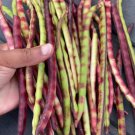 Purple Hull Pea Seeds Pinkeye