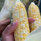 Peaches And Cream Corn Seeds