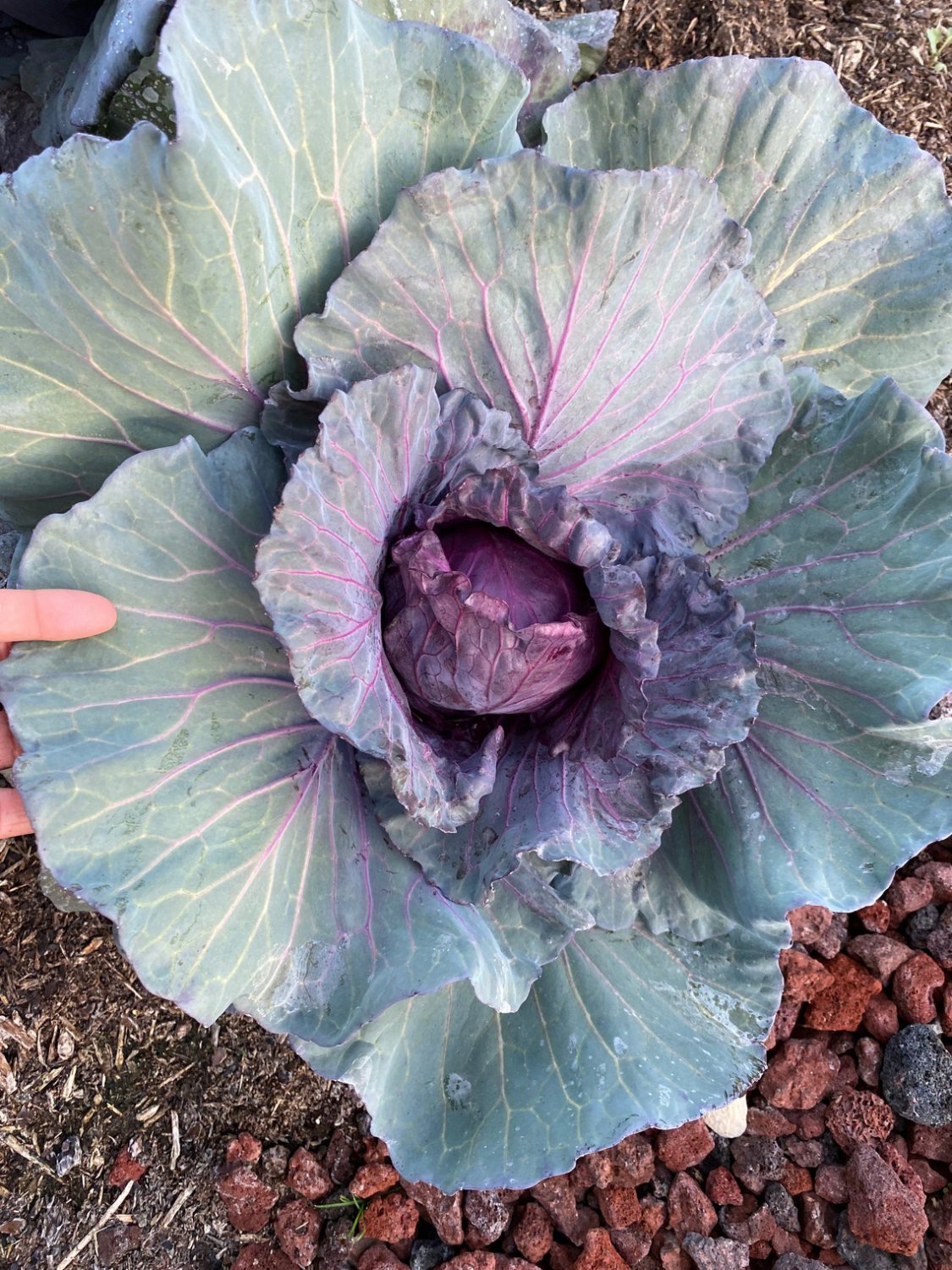 Red Cabbage Seeds