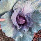 Red Cabbage Seeds