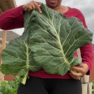 Georgia Southern Collard Seeds