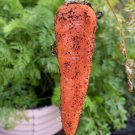 Danvers 126 Carrot Seeds