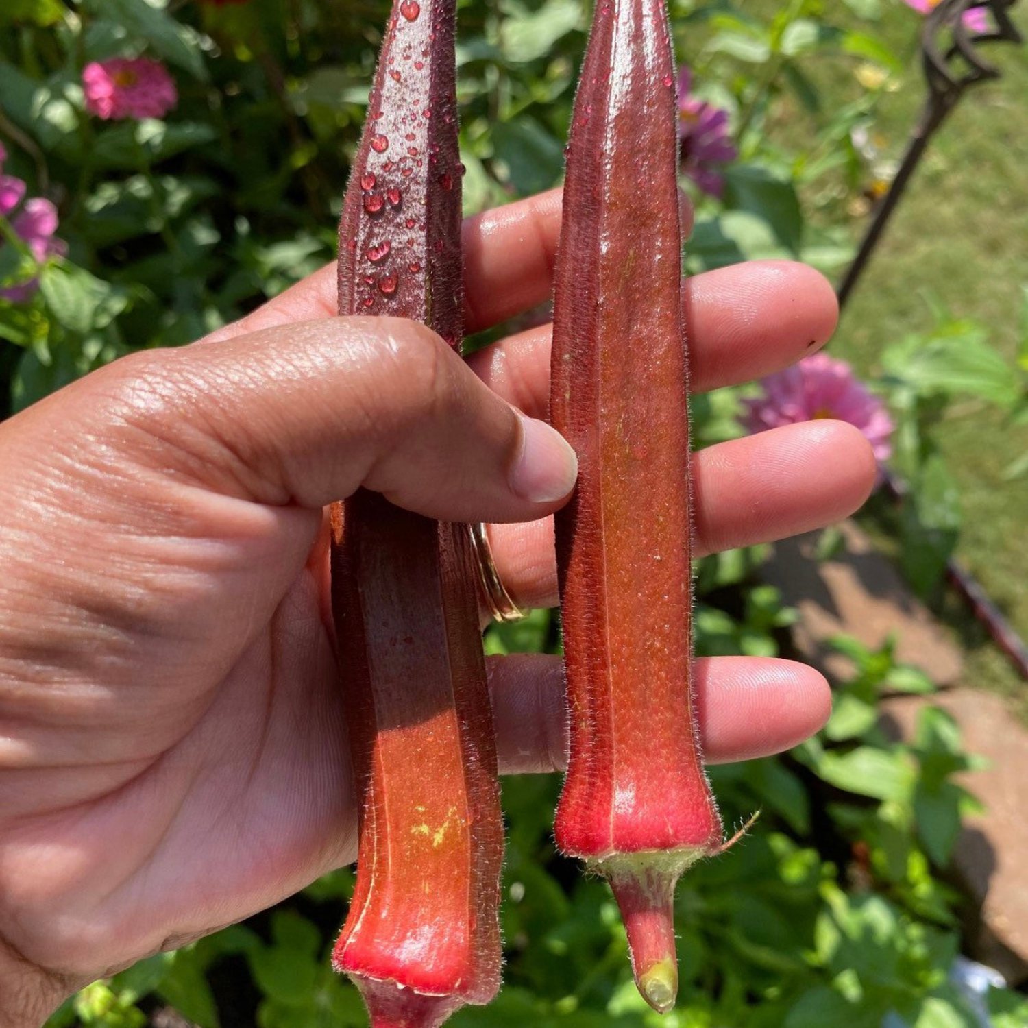 Jing Orange Okra Seeds