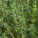 Thyme Seeds