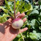 Purple Top Turnip Seeds