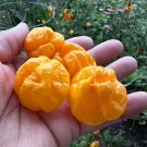 Yellow Scotch Bonnet Pepper Seeds