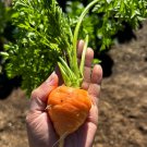 Parisian Carrot Seeds