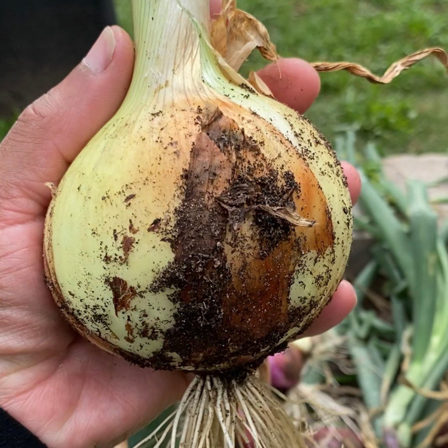 Onion Texas Early Grano Seeds Yellow