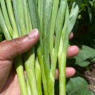White Bunching Onion Seeds