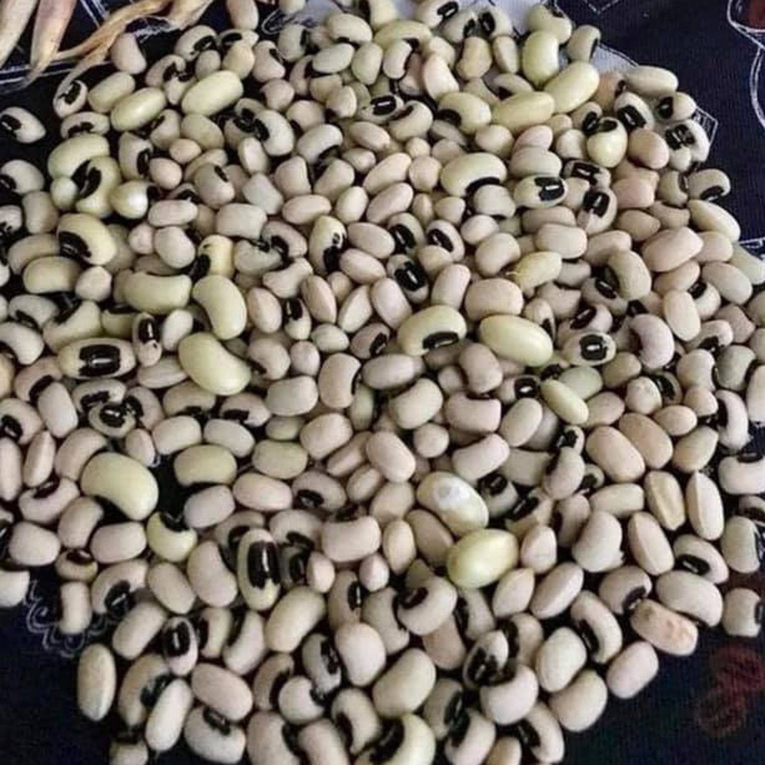 Pea Blackeye Seeds