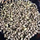 Pea Blackeye Seeds