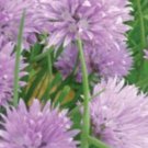 Chives Seeds