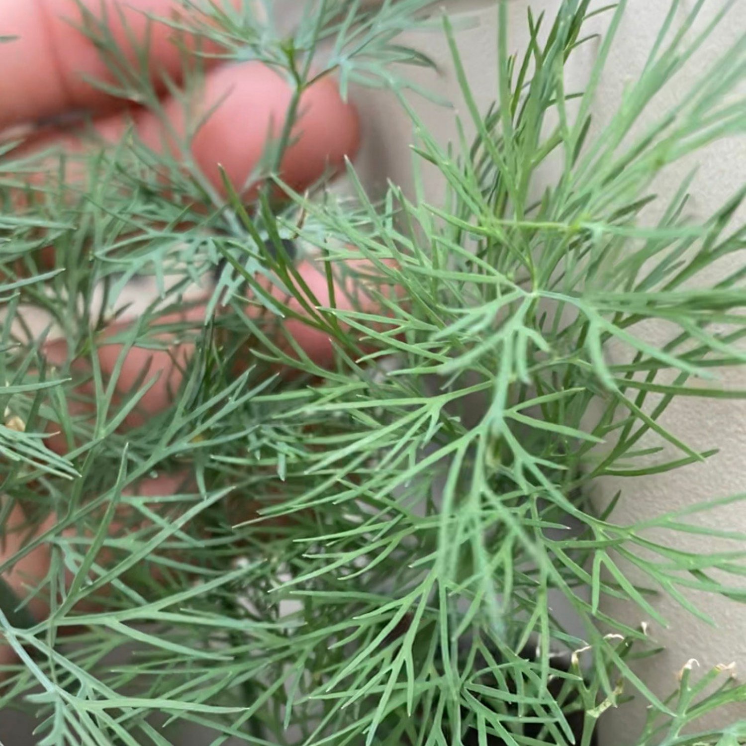 Dill Seeds