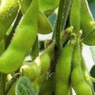 Edamame Seeds