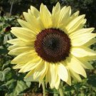Lemon Queen Sunflower Seeds